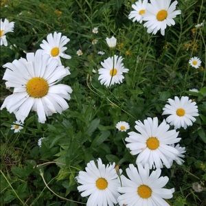 Meet your Posher, Luna